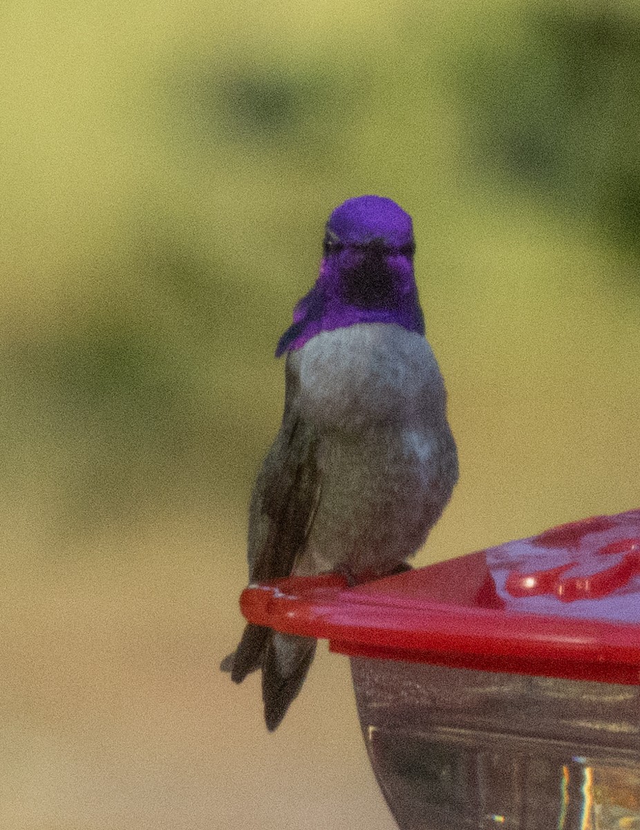 Costa's Hummingbird - ML617591498