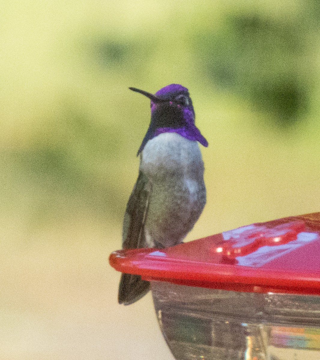 Costa's Hummingbird - ML617591499
