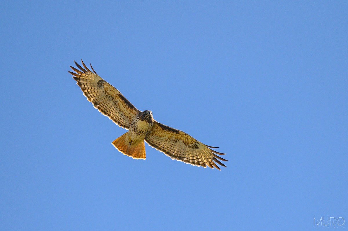 Red-tailed Hawk - Jonathan Muró