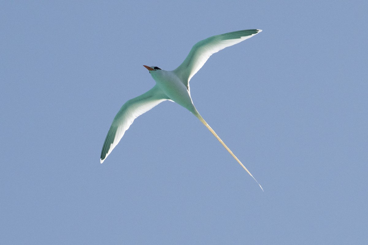 White-tailed Tropicbird - ML617591580