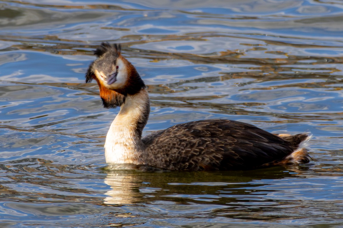 Great Crested Grebe - Yisol Yoon