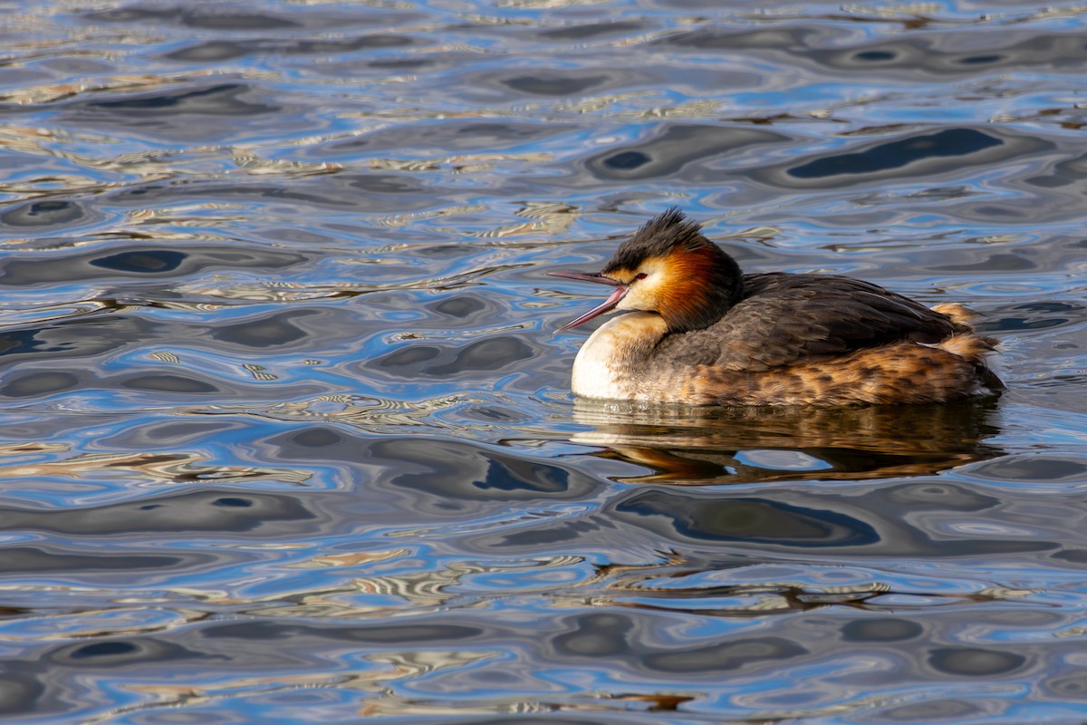 Great Crested Grebe - ML617591624