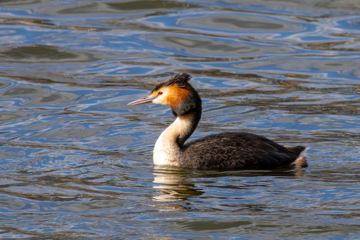Great Crested Grebe - ML617591626
