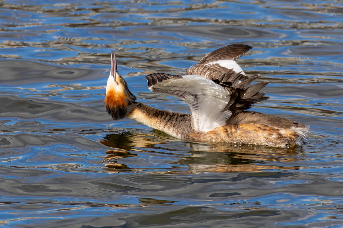 Great Crested Grebe - ML617591627
