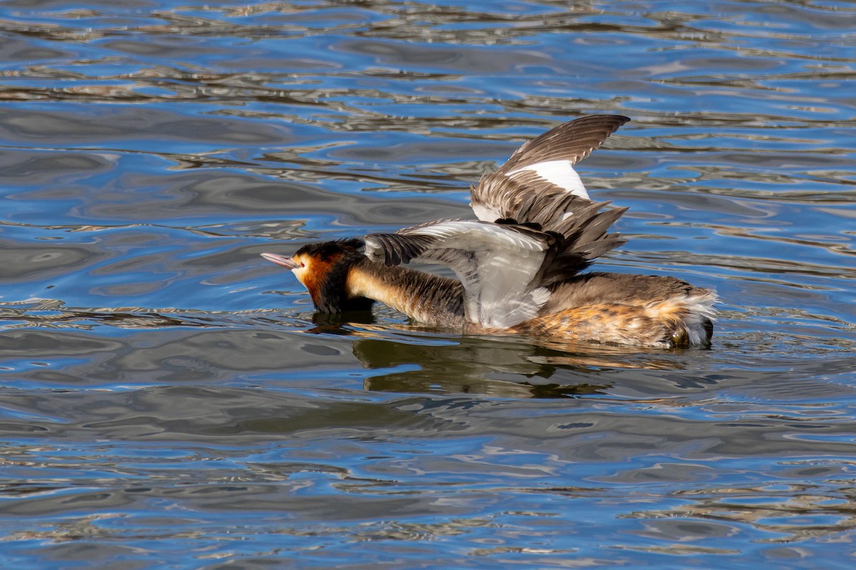 Great Crested Grebe - ML617591628