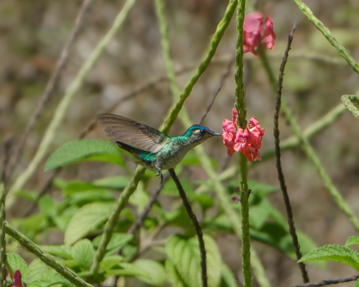 Violet-headed Hummingbird - ML617591630
