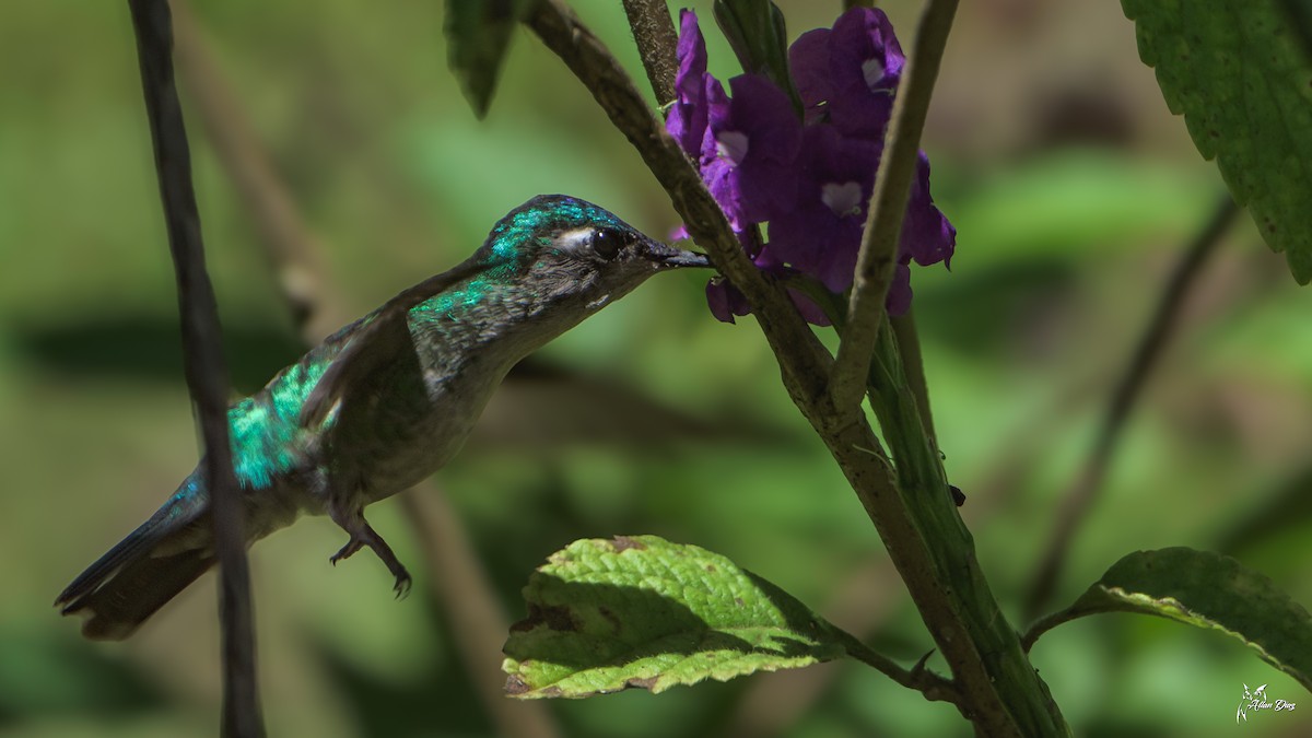 Violet-headed Hummingbird - ML617591631
