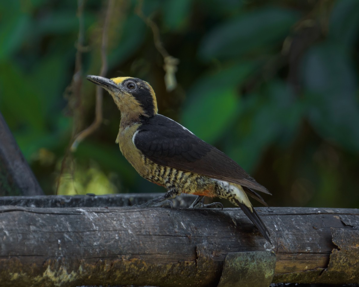 Golden-naped Woodpecker - ML617591670