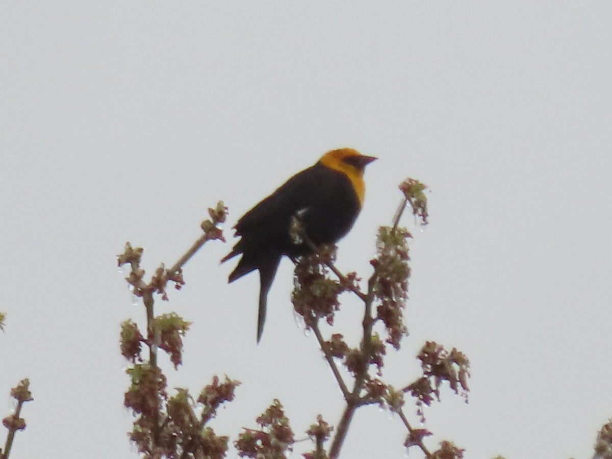Yellow-headed Blackbird - ML617591699