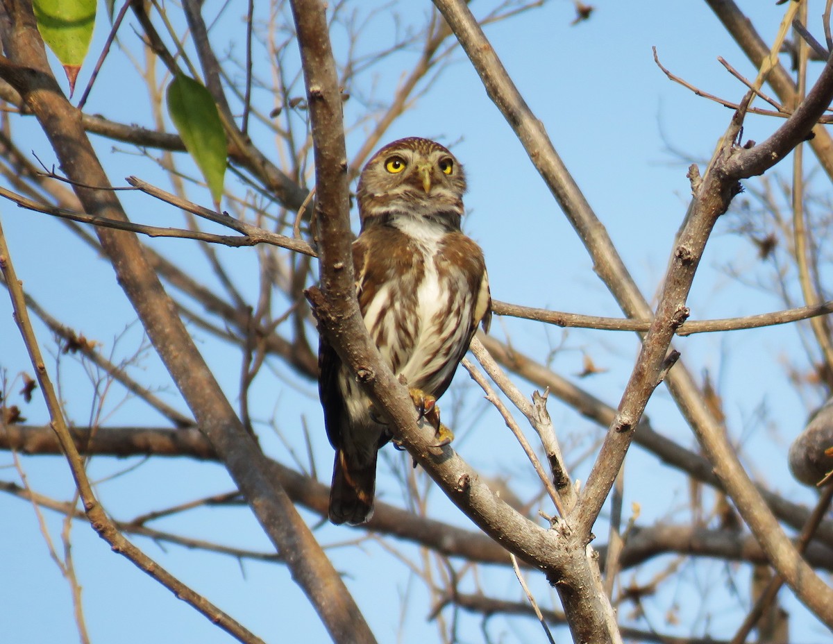 Ferruginous Pygmy-Owl - ML617591741