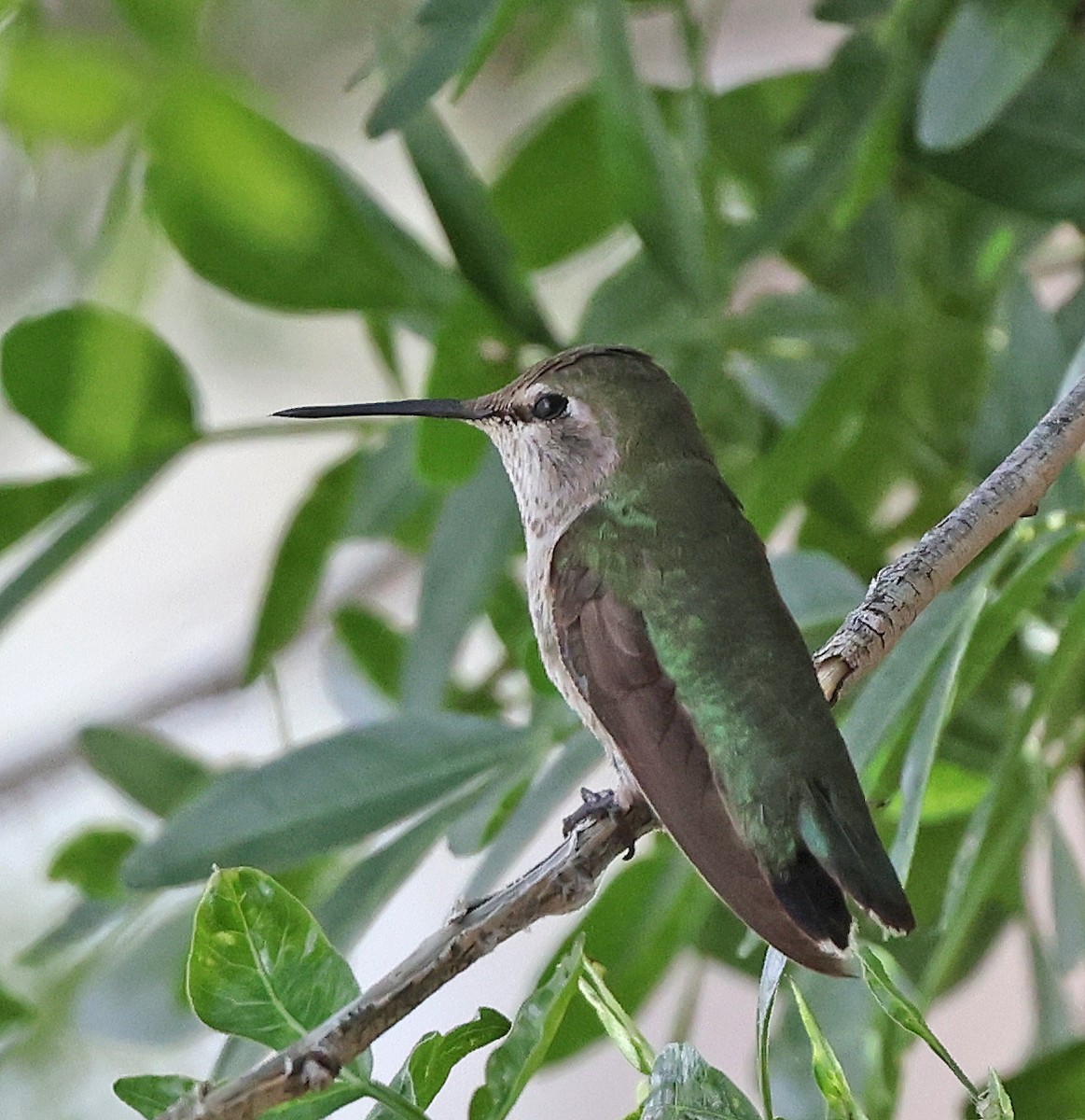 Costa's Hummingbird - ML617591795