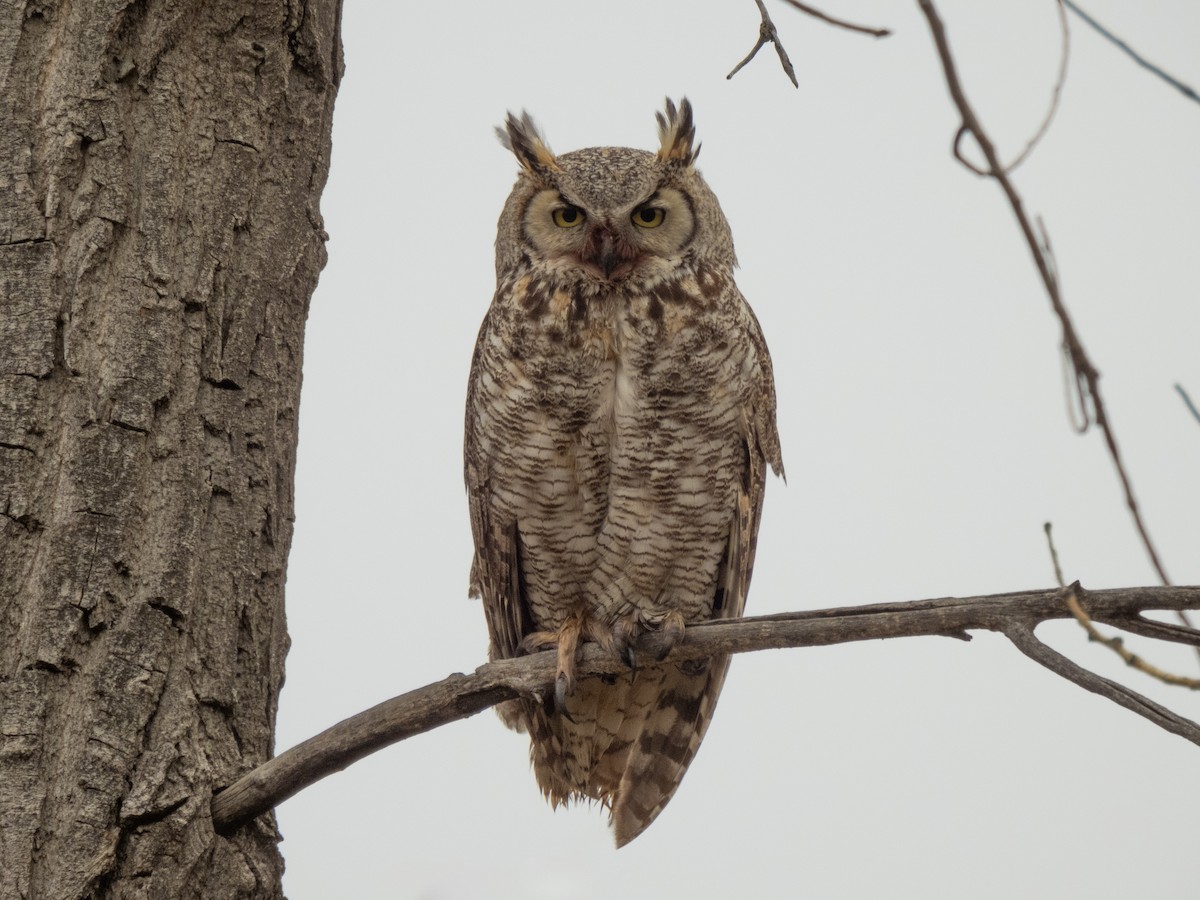 Great Horned Owl - ML617591799