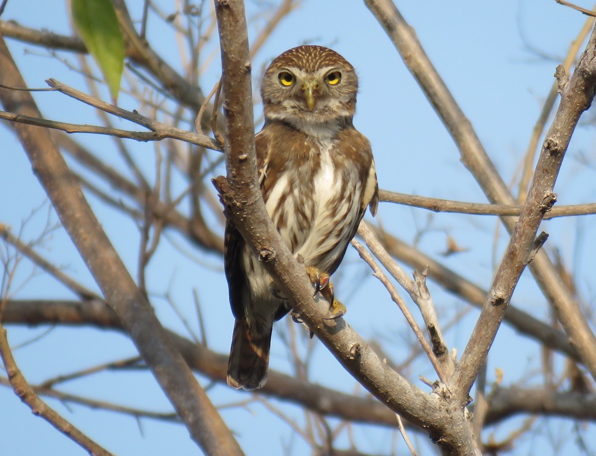 Ferruginous Pygmy-Owl - ML617591815