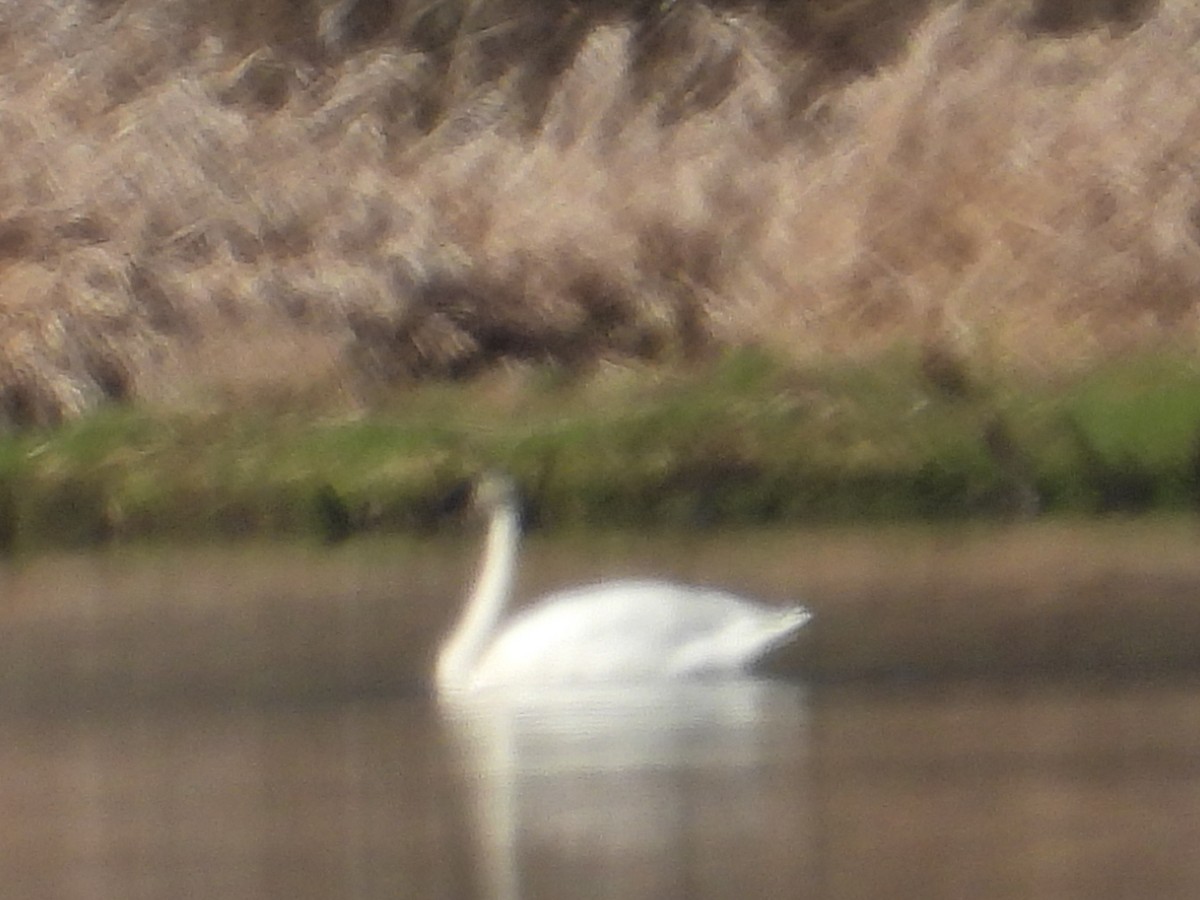 Tundra Swan (Whistling) - Colby Neuman
