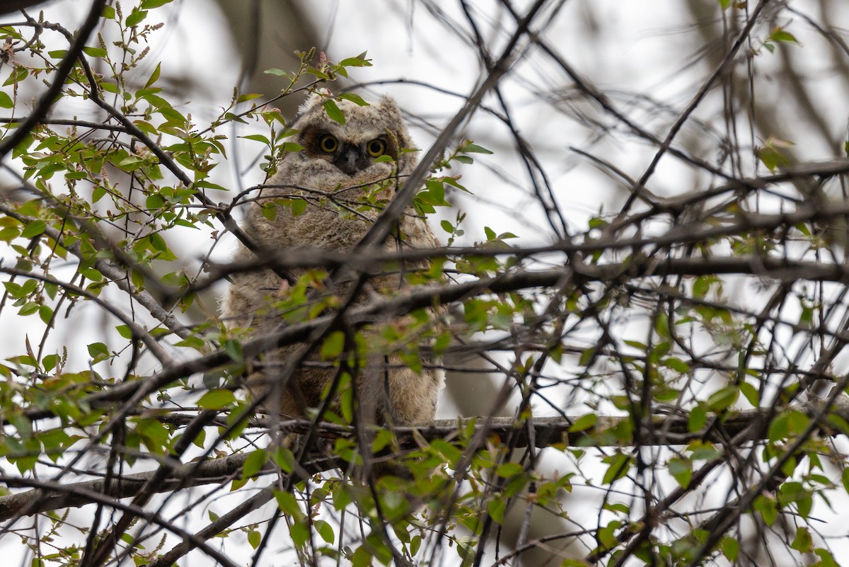Great Horned Owl - ML617591866