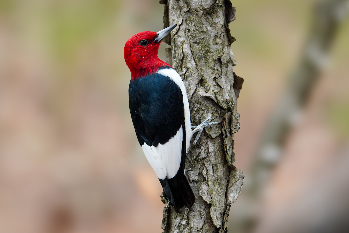 Red-headed Woodpecker - ML617591871
