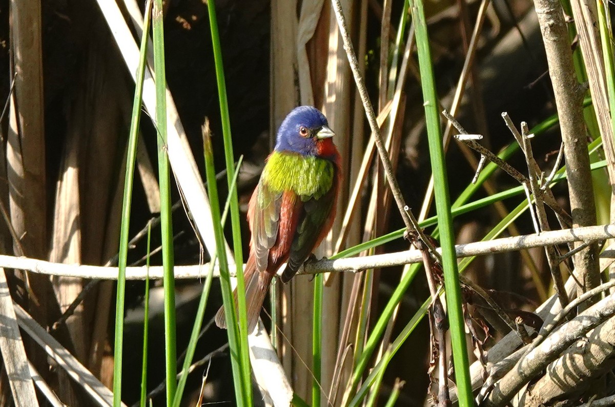 Painted Bunting - ML617591884