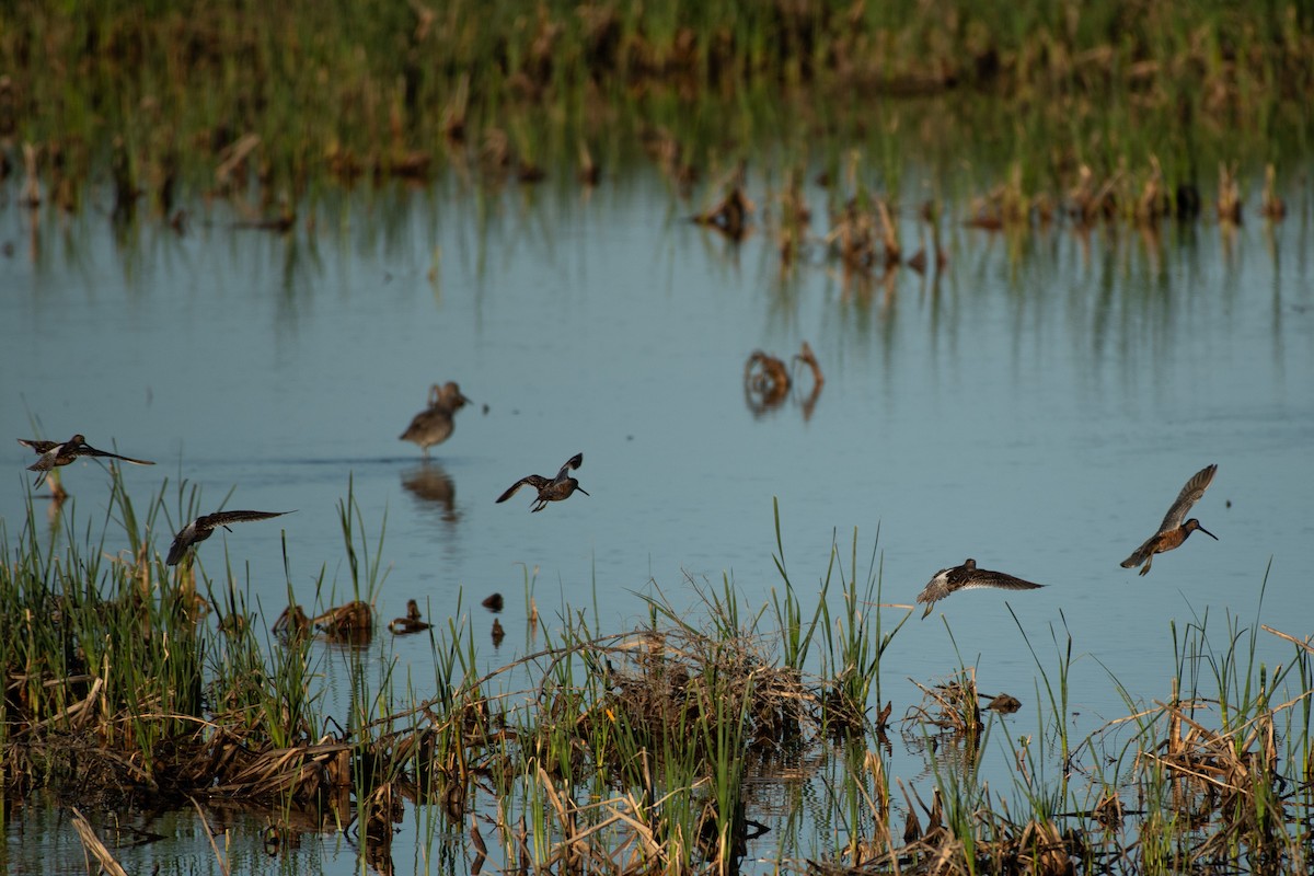 Long-billed Dowitcher - ML617591900