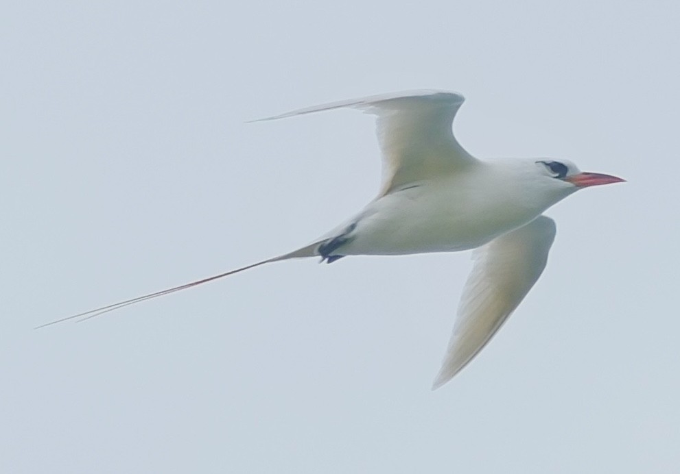 Red-tailed Tropicbird - ML617591917