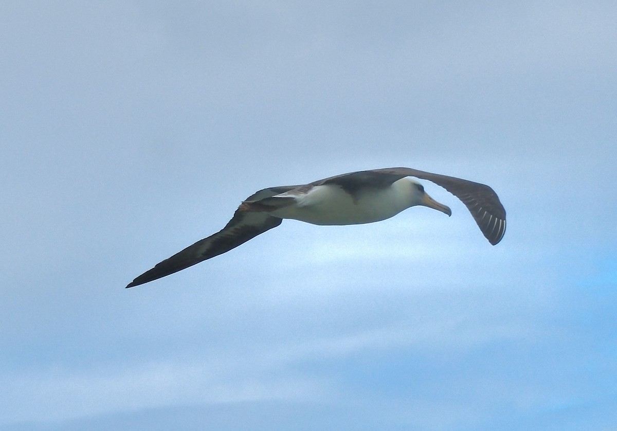 Laysan Albatross - ML617591942