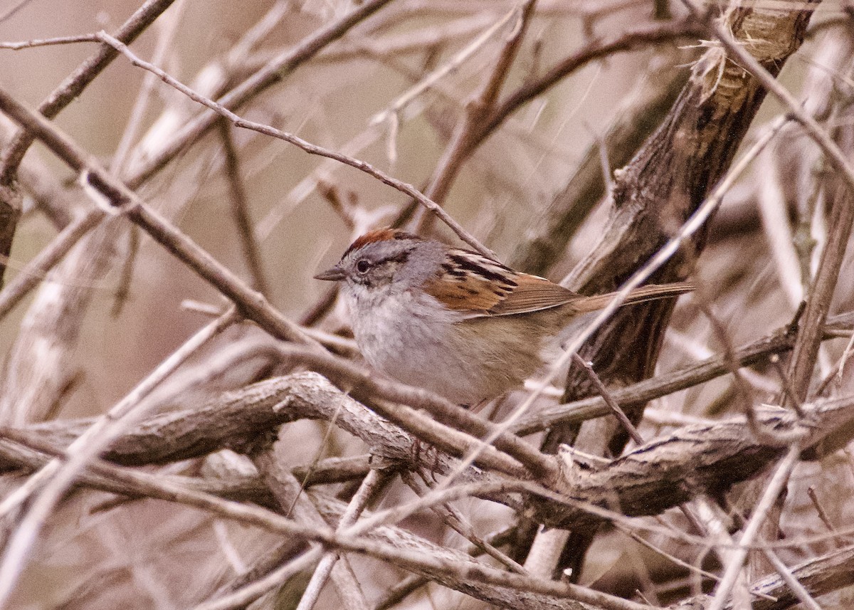 Swamp Sparrow - ML617591965