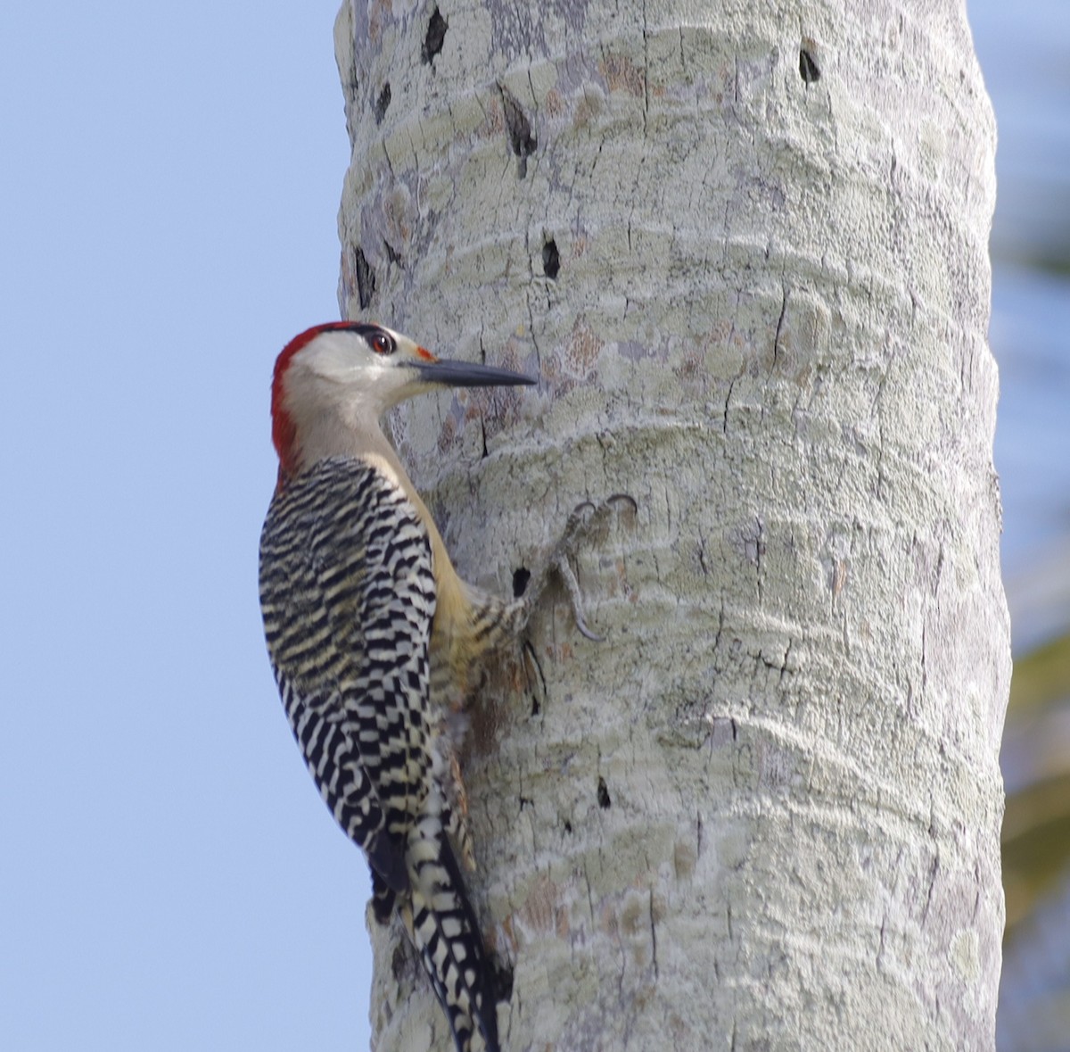 West Indian Woodpecker - ML617592009