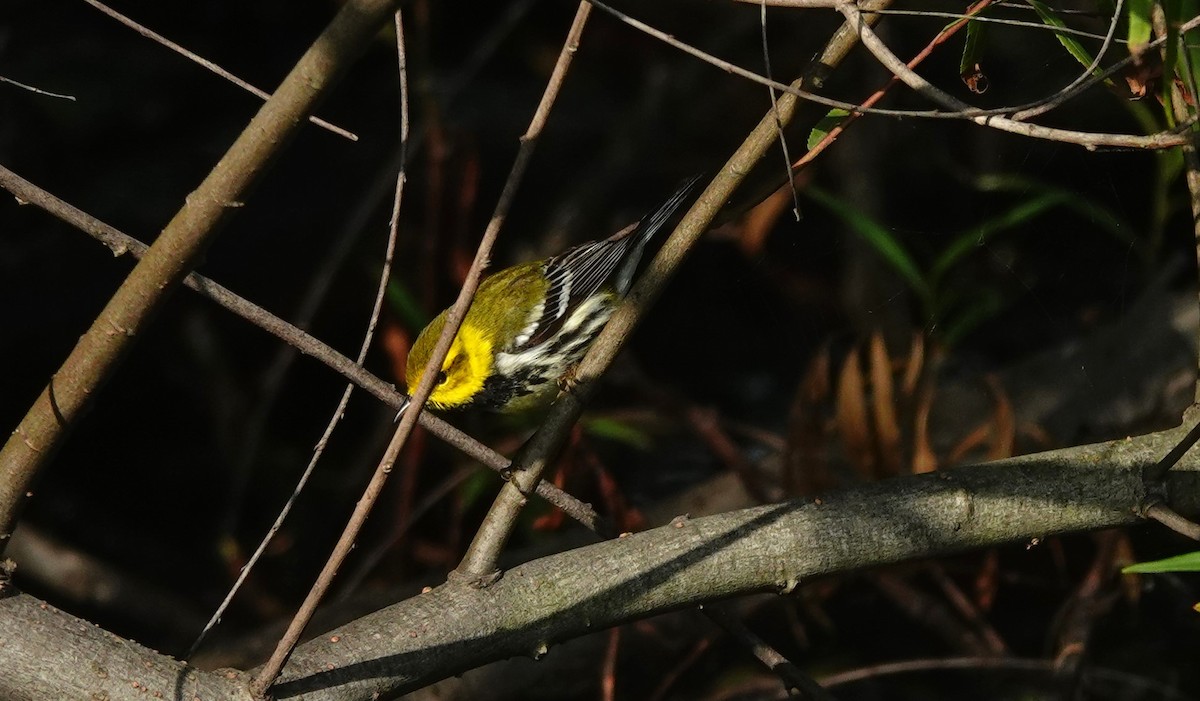 Black-throated Green Warbler - Dilka Murtazina