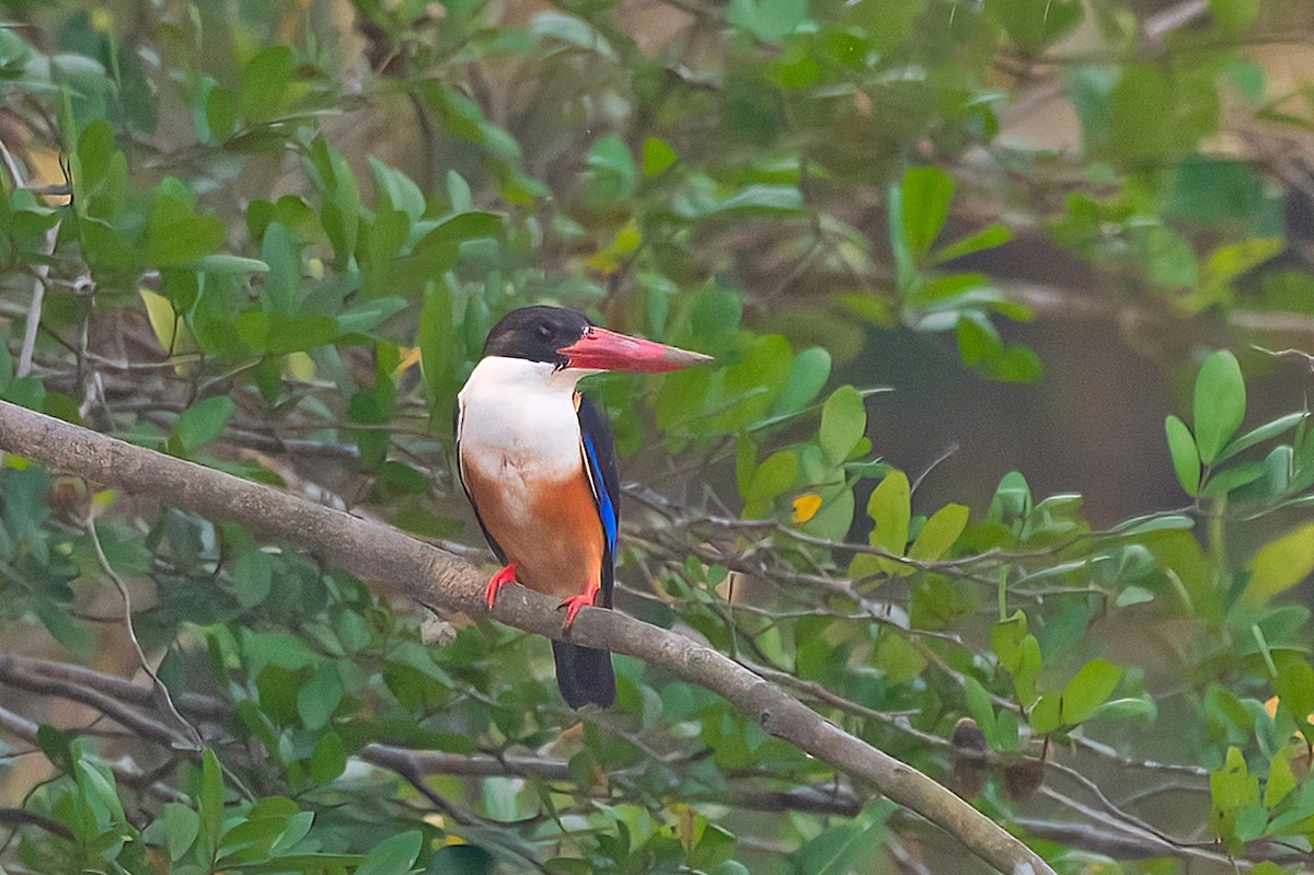 Black-capped Kingfisher - Rajkumar Das
