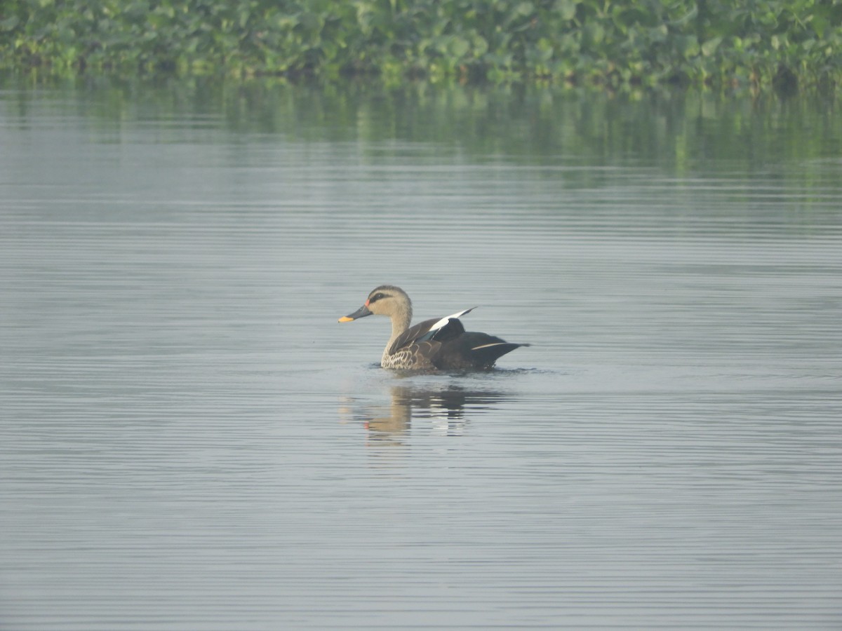 Indian Spot-billed Duck - ML617592108