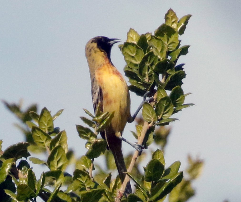 Orchard Oriole - ML617592126