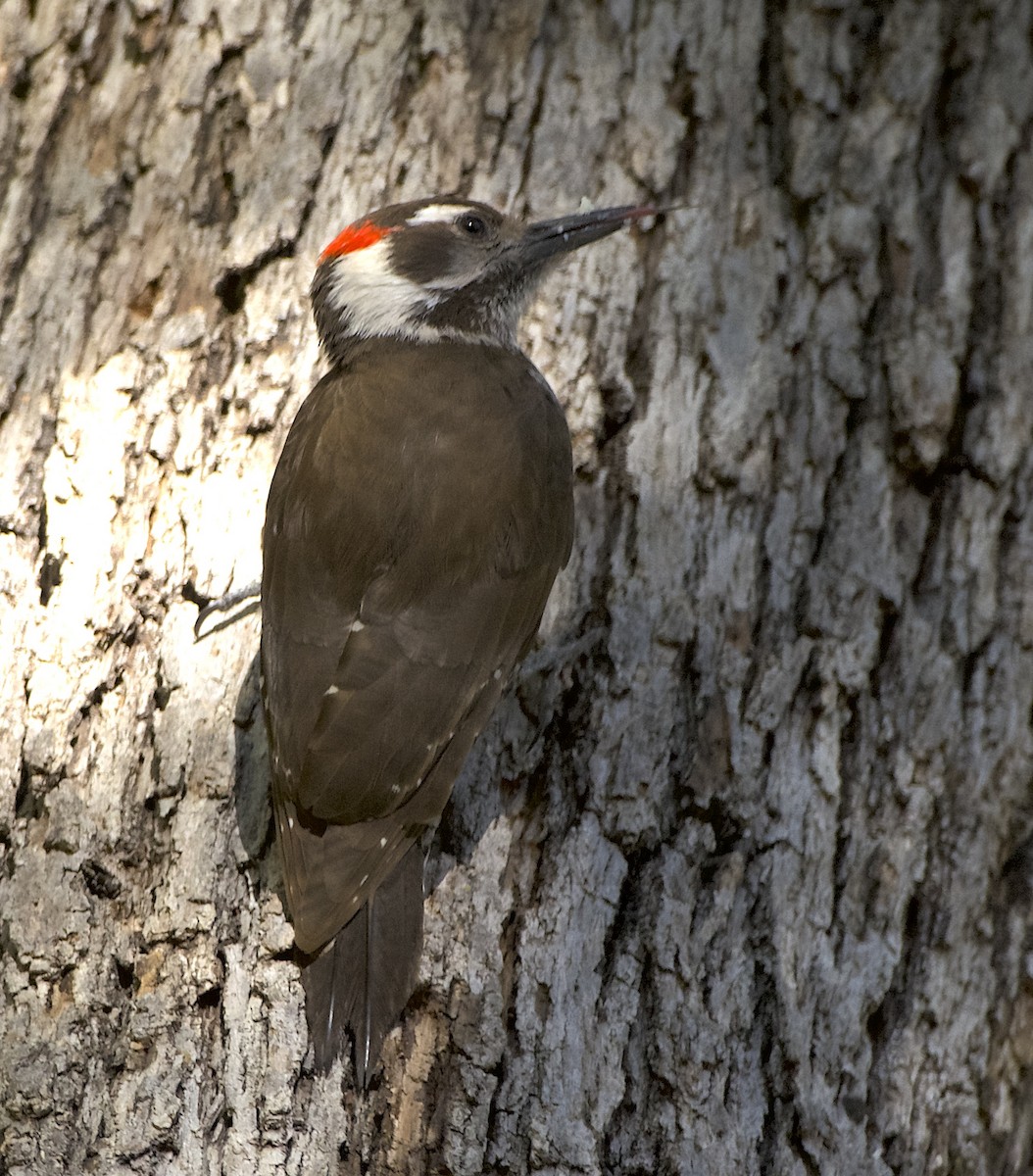Arizona Woodpecker - ML617592150