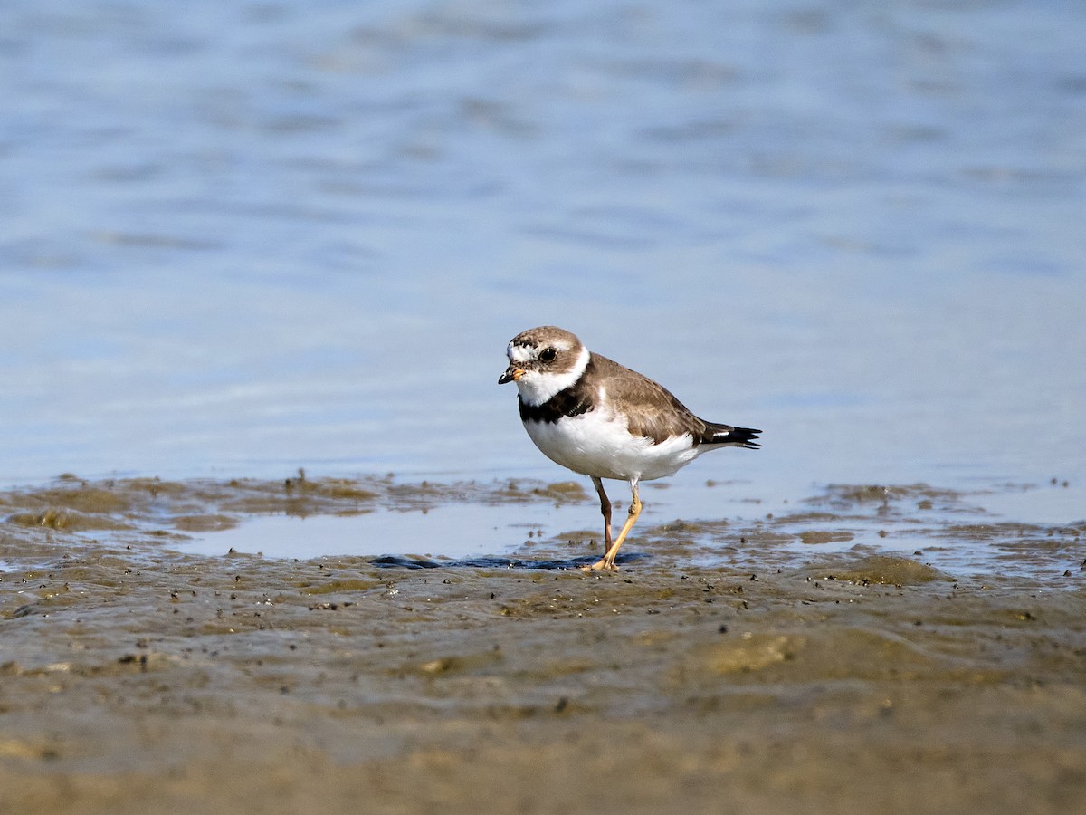 Semipalmated Plover - ML617592180