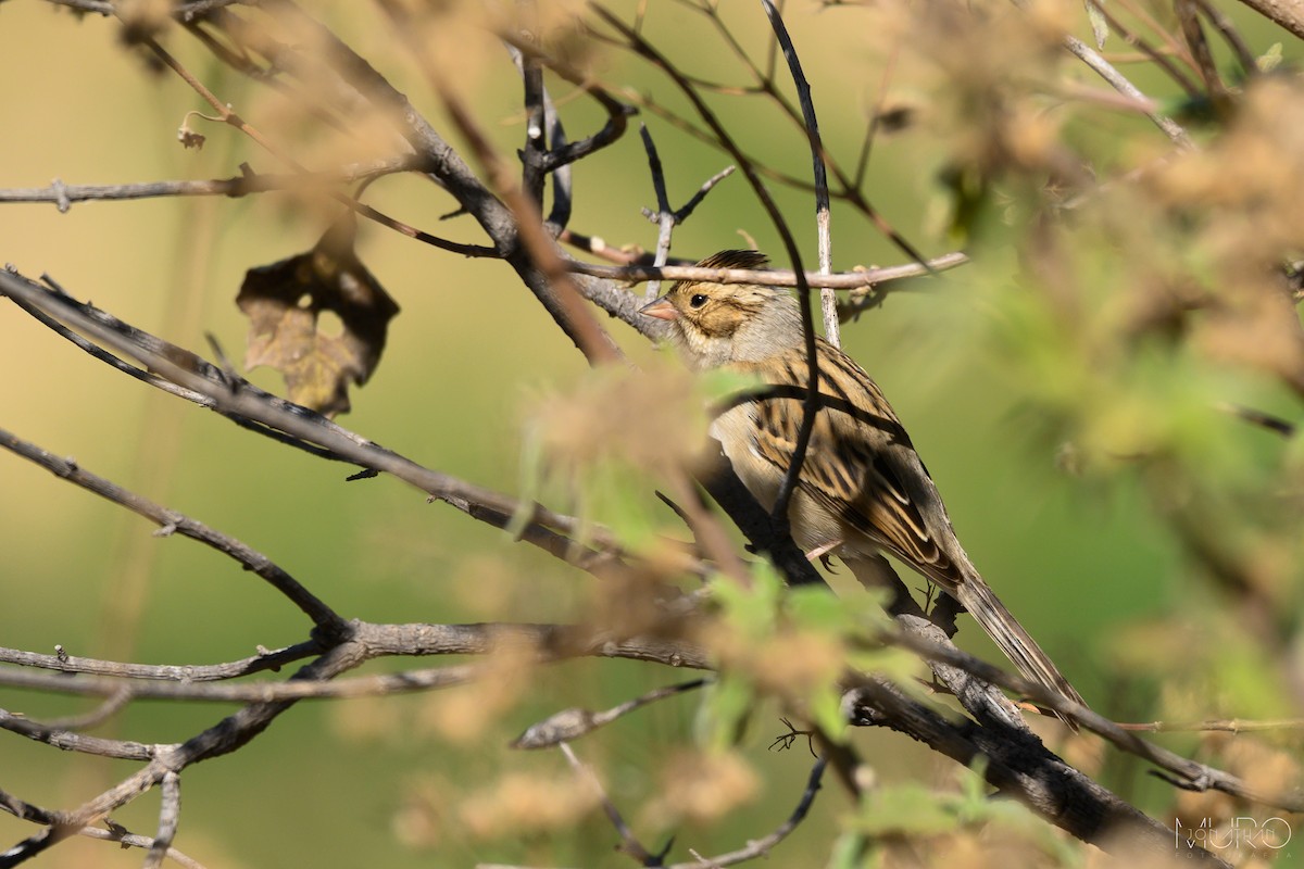 Clay-colored Sparrow - ML617592203