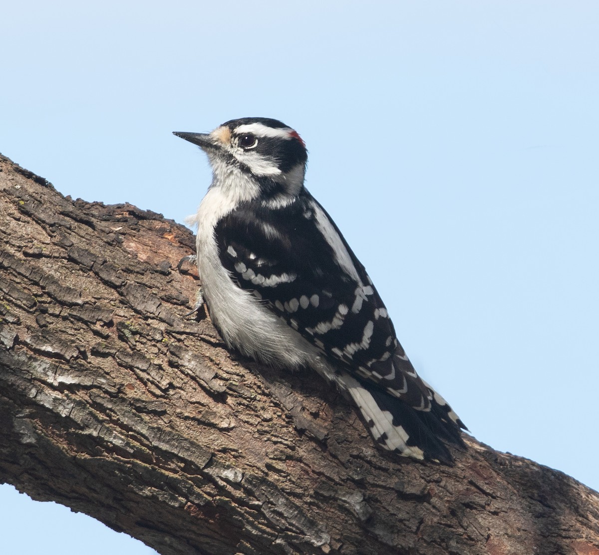 Downy Woodpecker - ML617592225