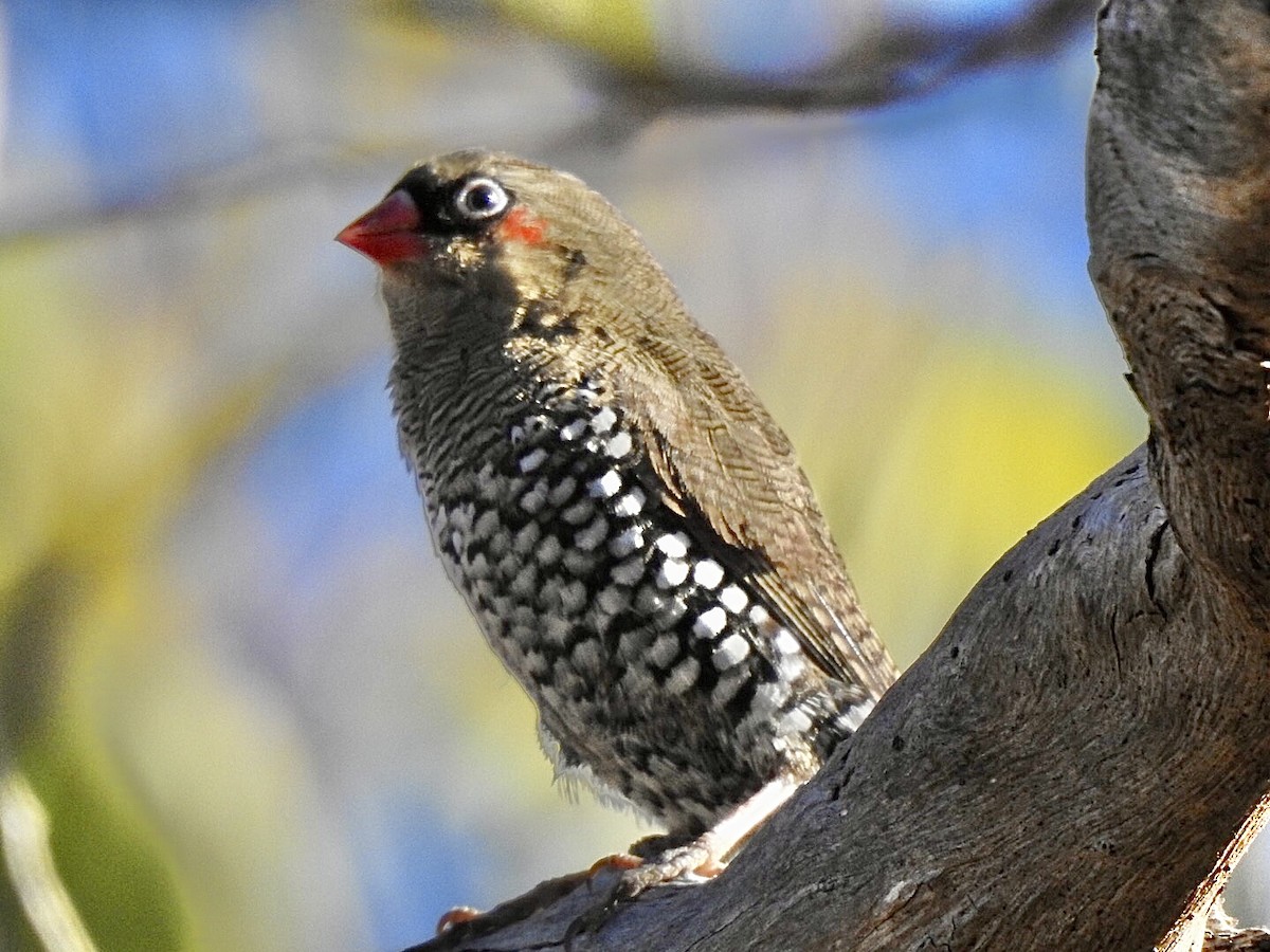 Red-eared Firetail - ML617592274
