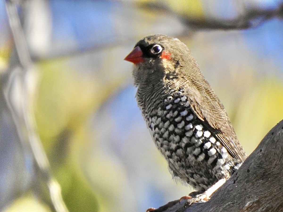 Red-eared Firetail - ML617592275