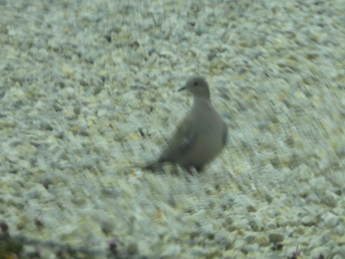 Eurasian Collared-Dove - ML617592298