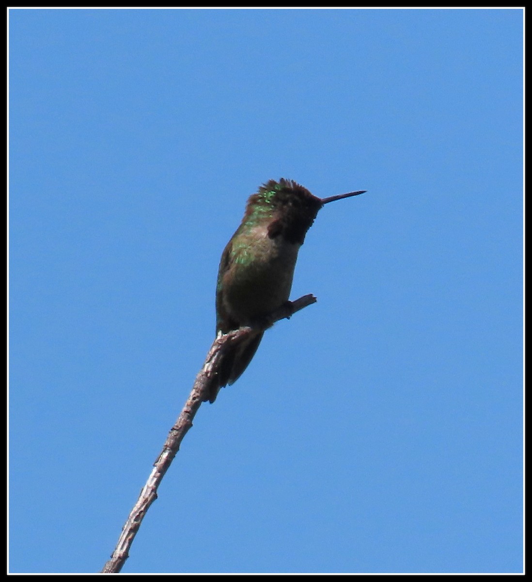 Anna's Hummingbird - ML617592357