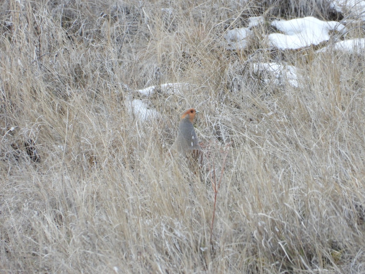 Gray Partridge - Colby Neuman