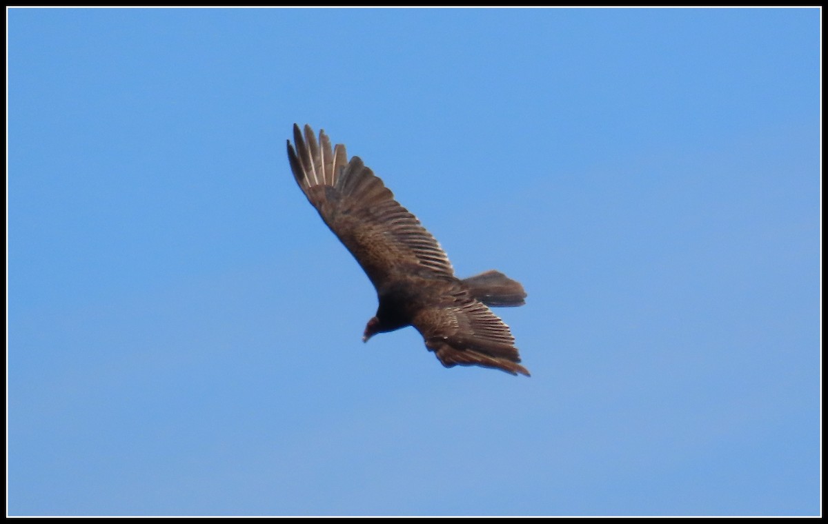 Turkey Vulture - ML617592370