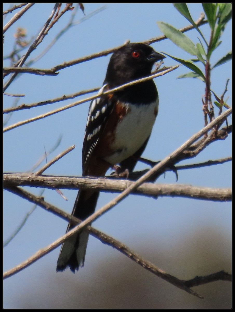 Spotted Towhee - ML617592378