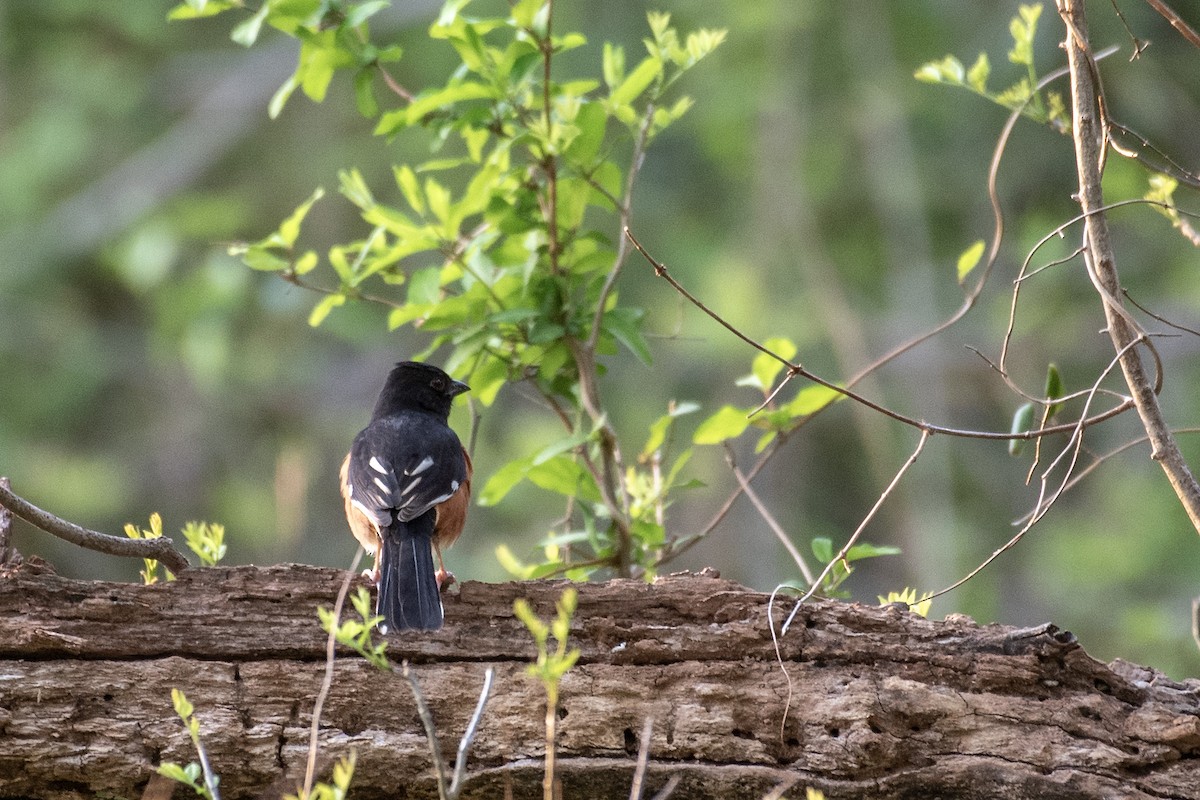 Eastern Towhee (Red-eyed) - Donna Wadsley