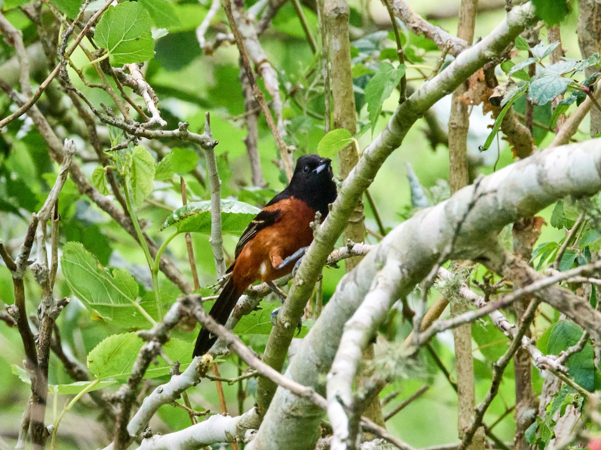 Orchard Oriole - ML617592390