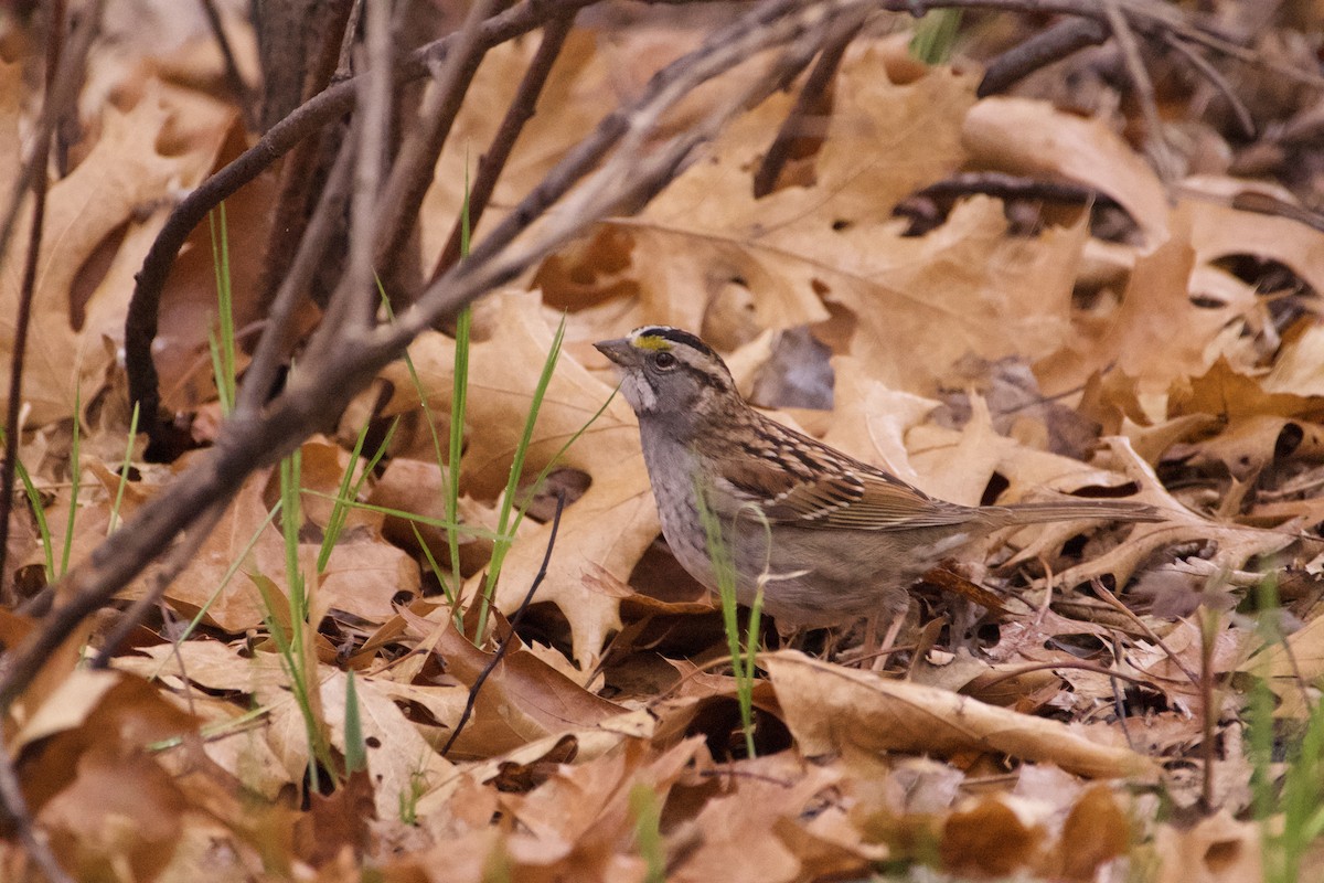 White-throated Sparrow - KW Hammerberg