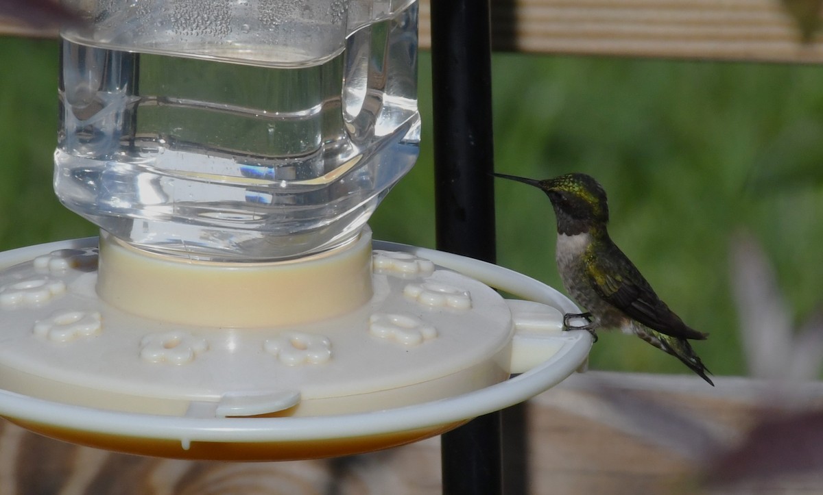 Ruby-throated Hummingbird - David True