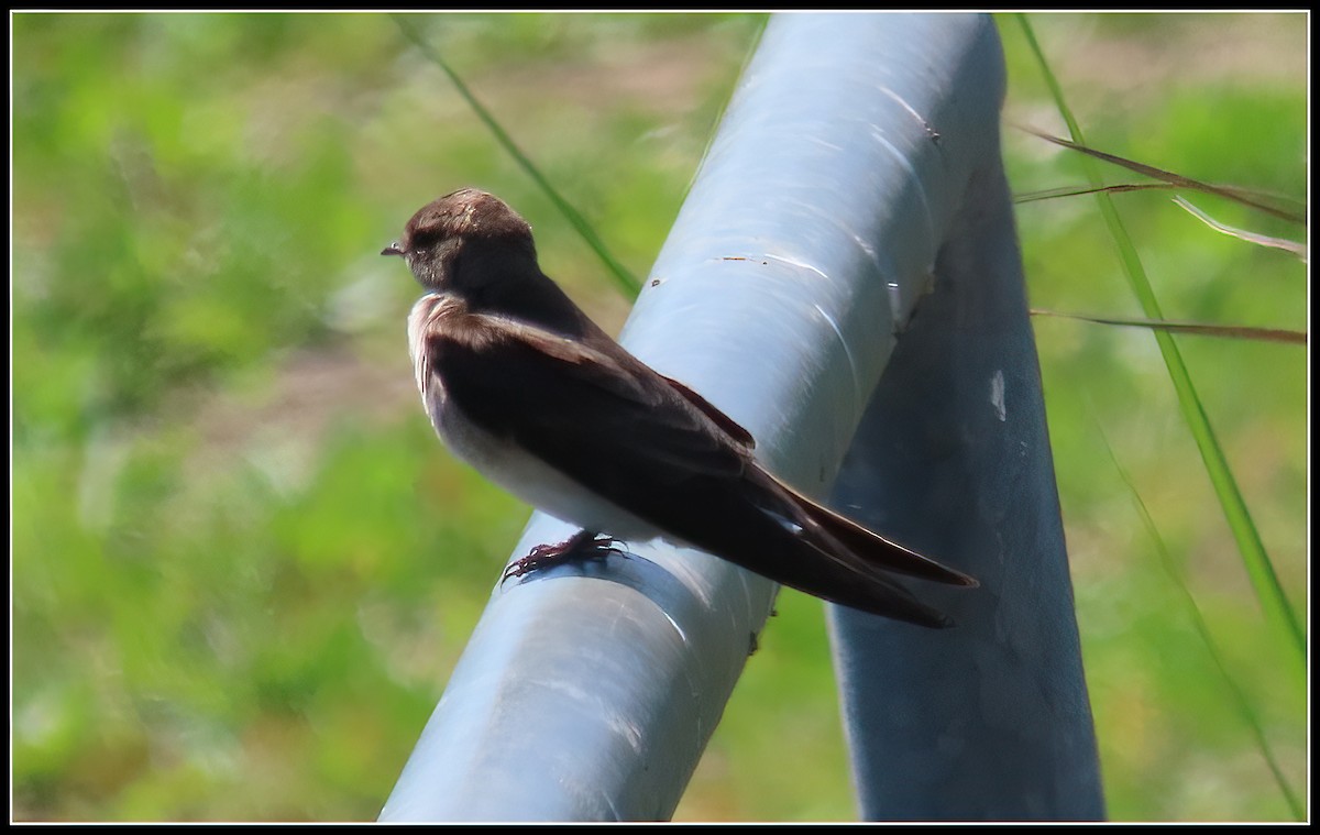 Northern Rough-winged Swallow - ML617592441