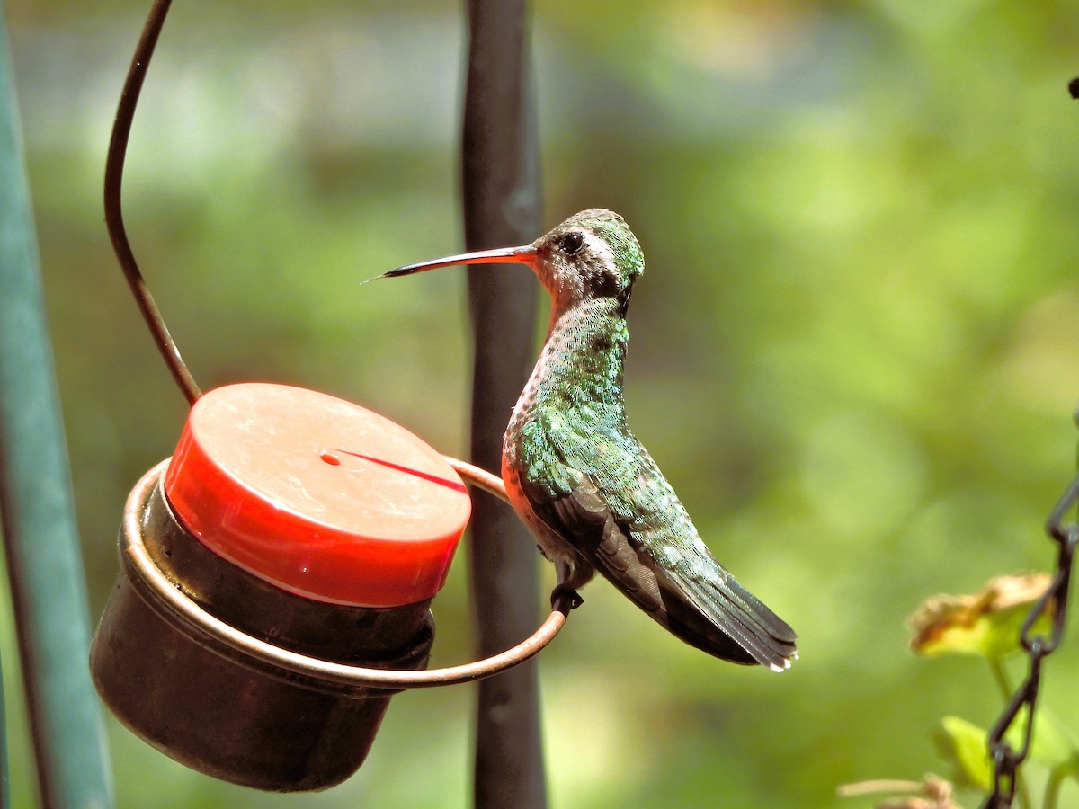 Broad-billed Hummingbird - Don Hoppe