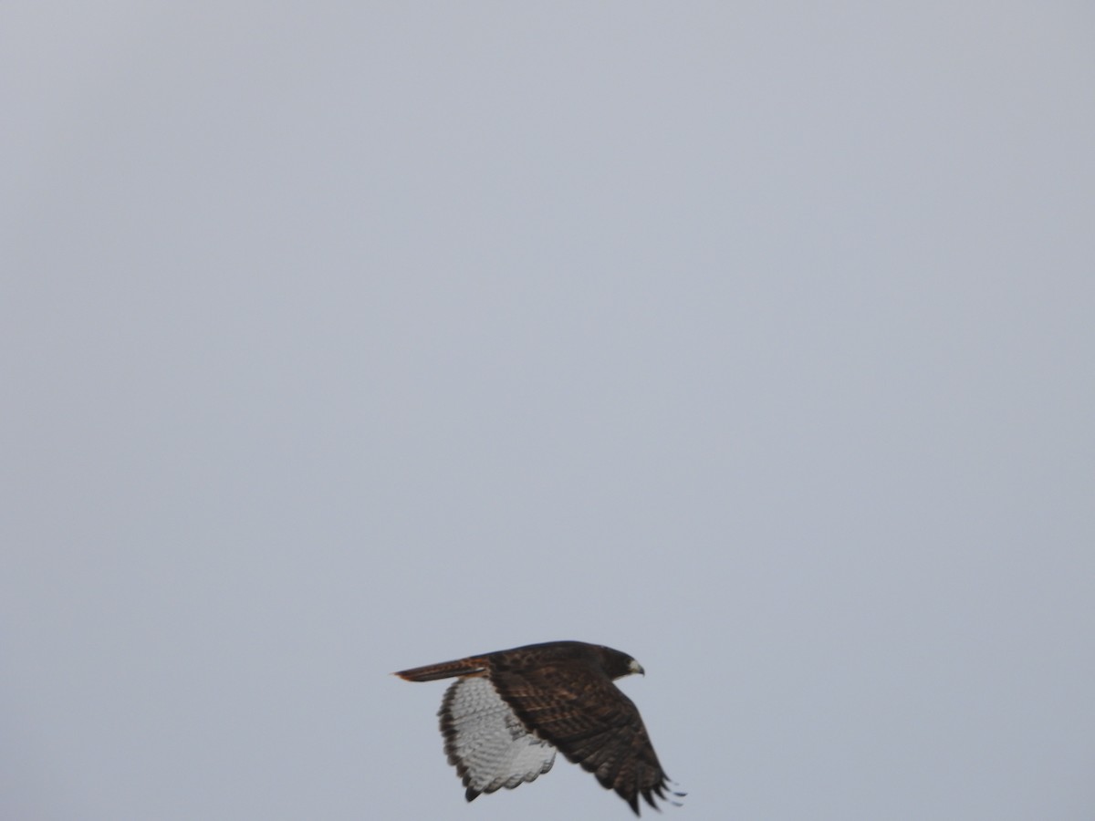 Red-tailed Hawk - Colby Neuman