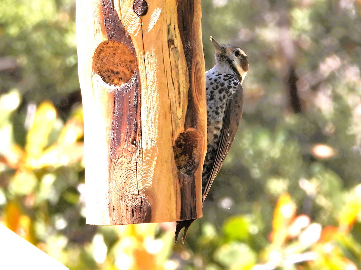 Arizona Woodpecker - Don Hoppe