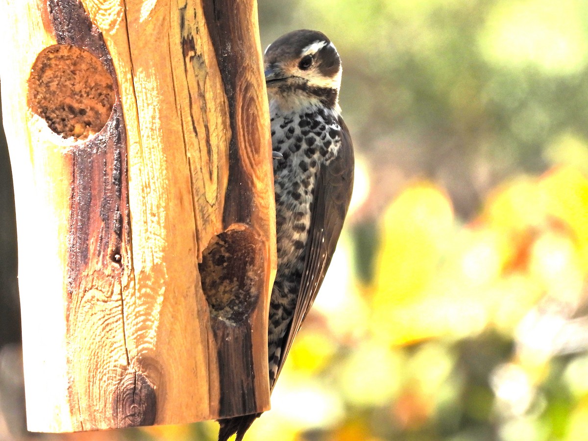 Arizona Woodpecker - ML617592476